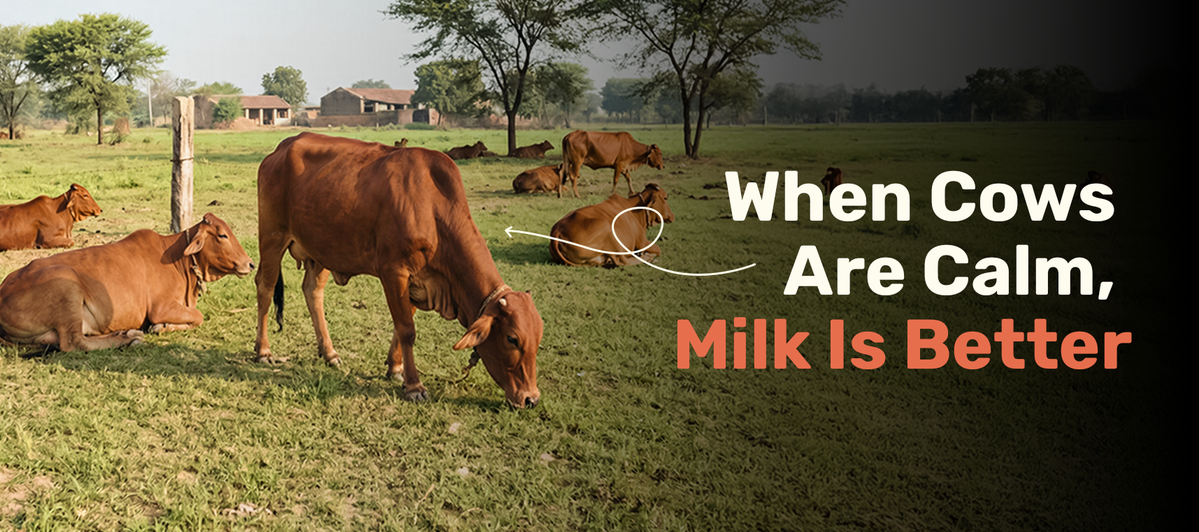 Why Stress Free Cows Produce Better A2 Milk and Richer Ghee?