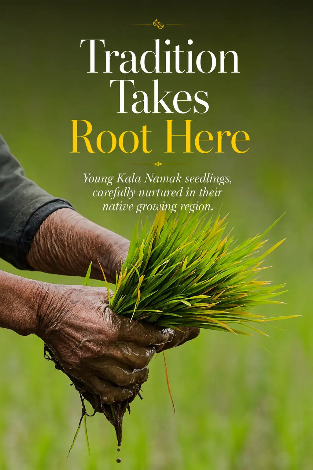 Kala Namak Rice – GI-Tagged Heritage Rice | High Protein