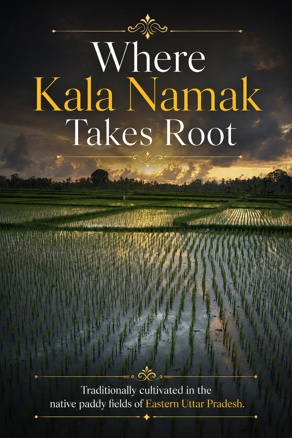 Kala Namak Rice – GI-Tagged Heritage Rice | High Protein