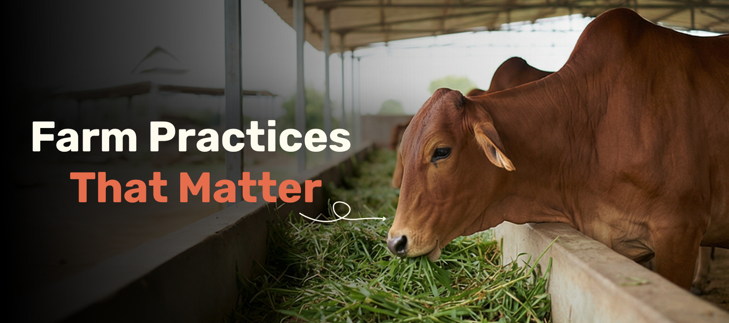 Farm Practices That Matter: Grass, Comfort and Care for Healthier Milk