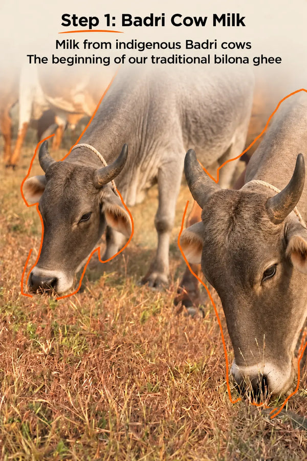 <div class="metafield-rich_text_field"><p>Badri Cow Milk</p></div>