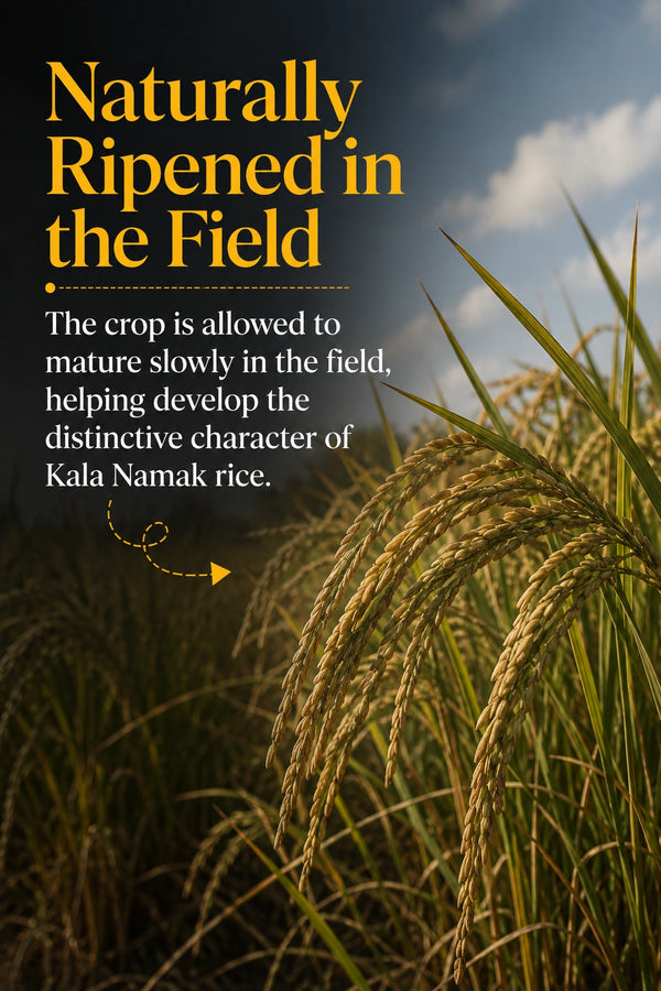 <div class="metafield-rich_text_field"><p>Naturally ripened in the field</p></div>