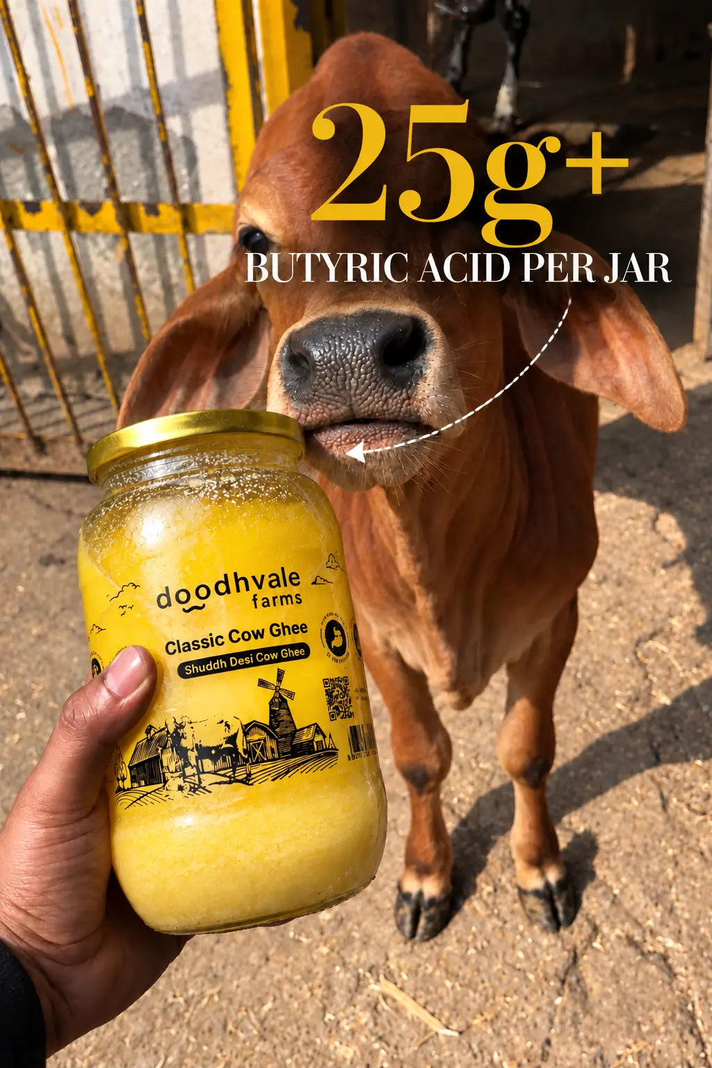 Classic Cow Bilona Ghee - (900 ML)