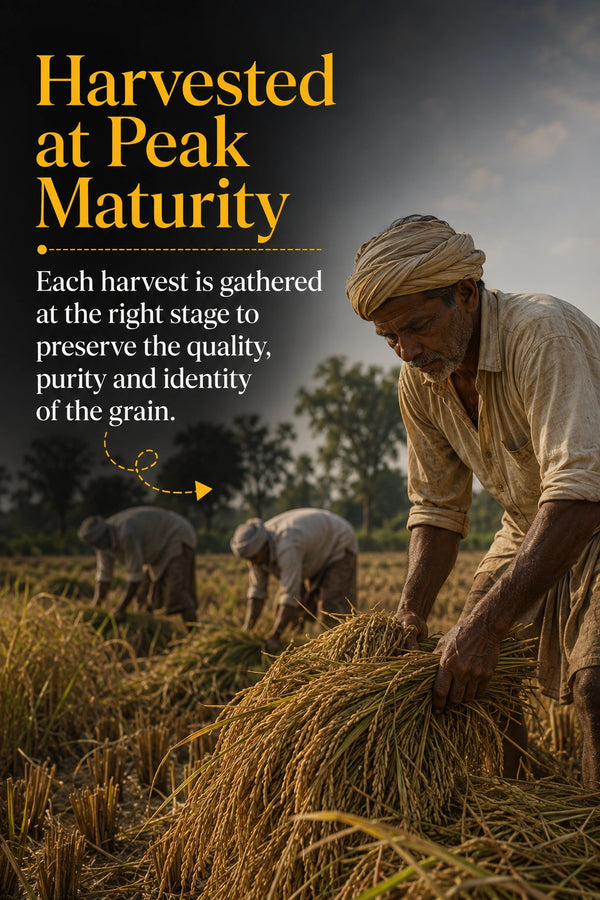 <div class="metafield-rich_text_field"><p>Harvested at peak maturity</p></div>