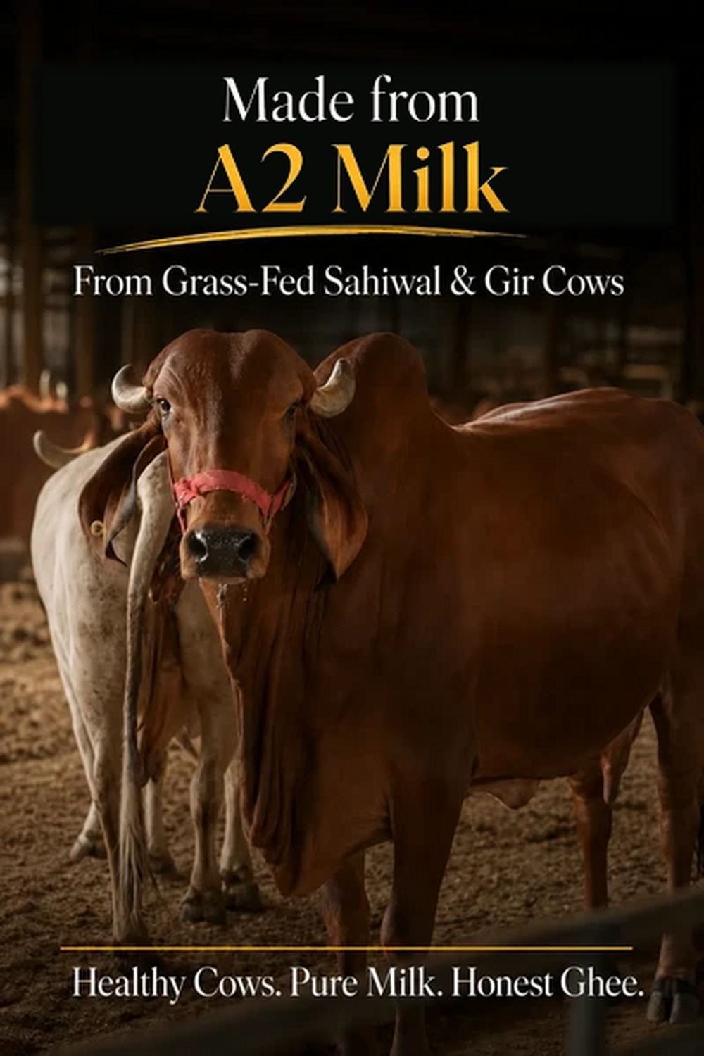 Cow A2 Vedic Desi Ghee - (900 ML)