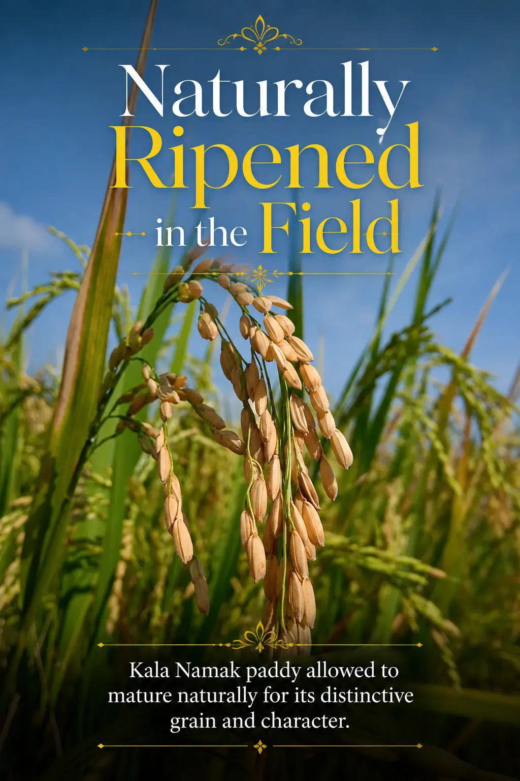 Kala Namak Rice – GI-Tagged Heritage Rice | High Protein