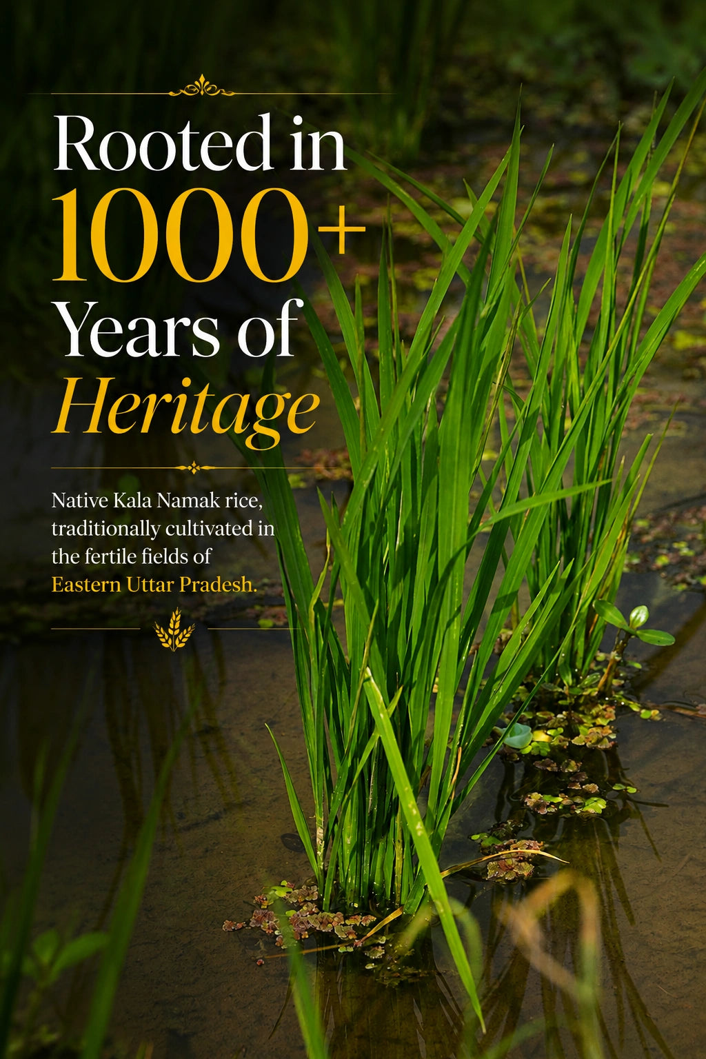 Kala Namak Rice – GI-Tagged Heritage Rice | High Protein