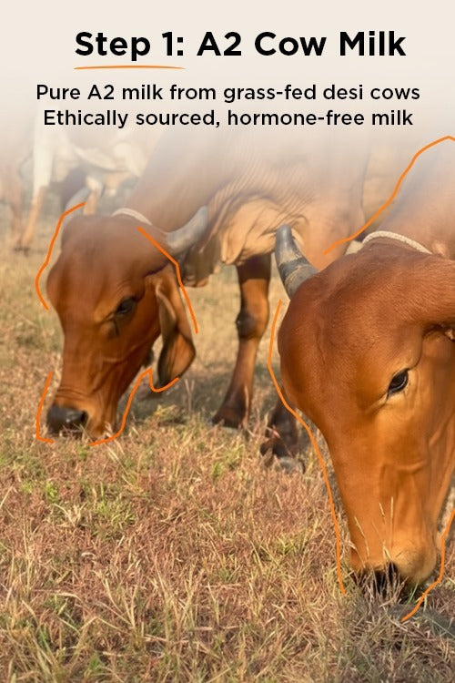 Desi Cow Milk