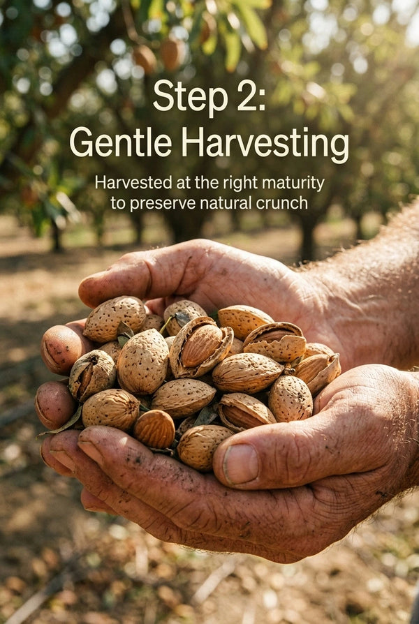 <div class="metafield-rich_text_field"><p><strong>Careful Harvesting</strong></p></div>
